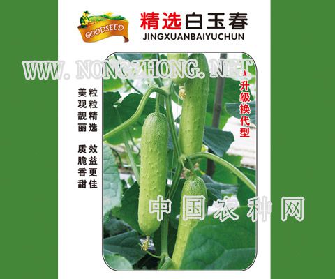 白玉春